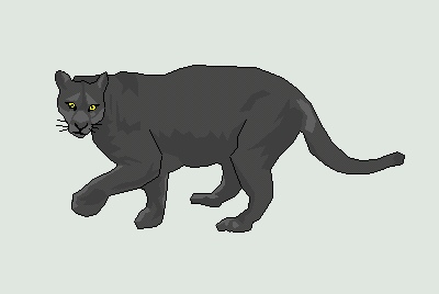 CA Panther
