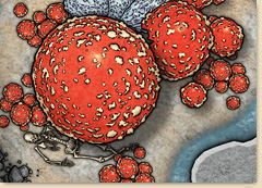Fungal Caves